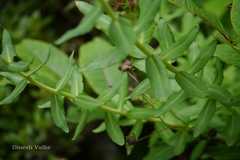 Rhodiola bupleuroides